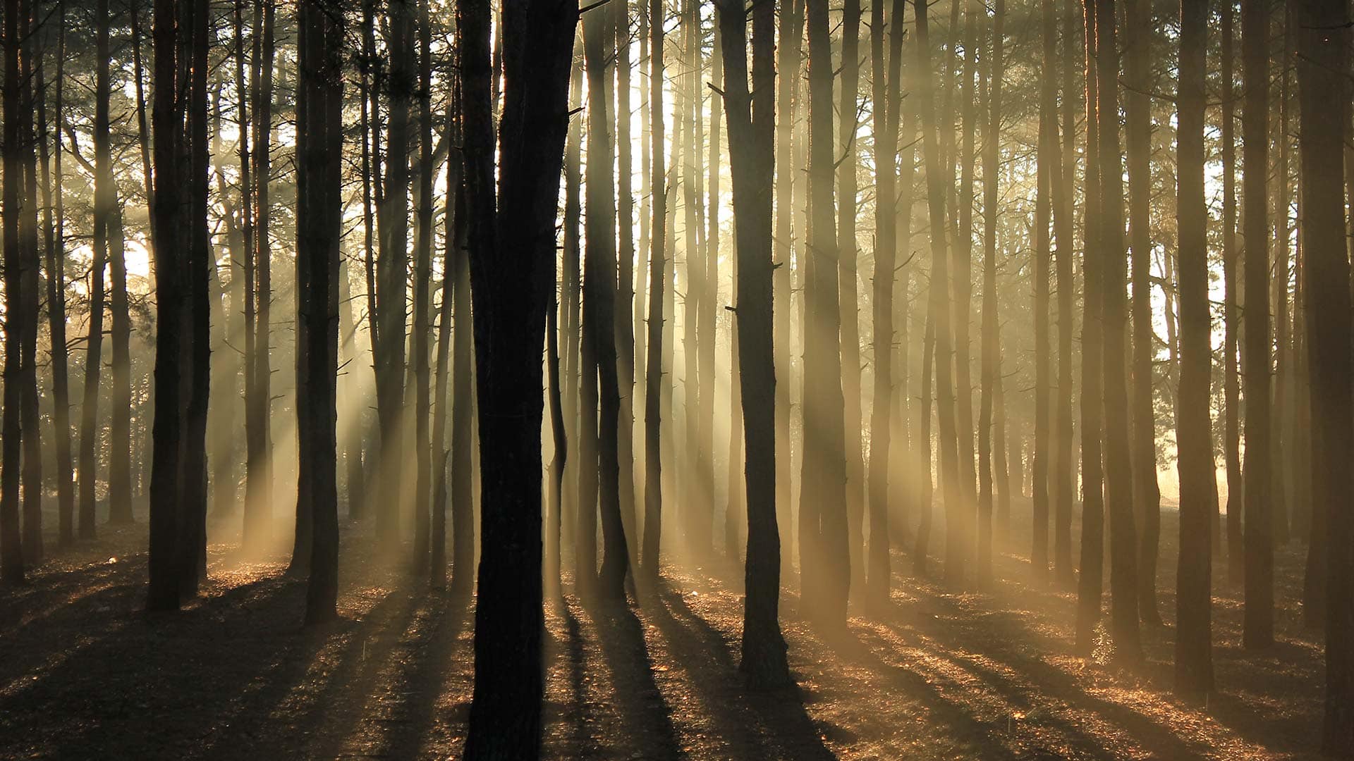 Sonnenlicht scheint durch die Bäume in einem Wald
