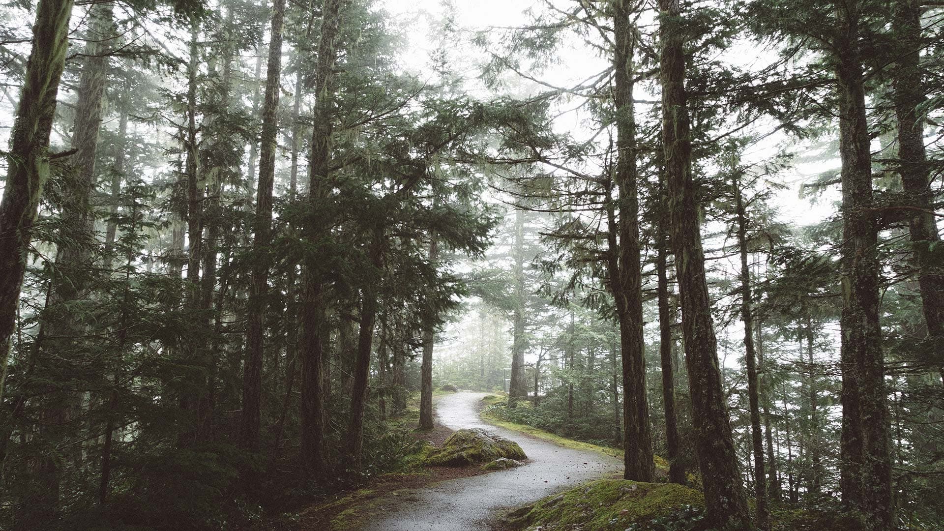 Waldweg im nebel